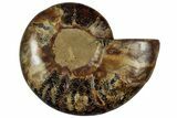 Cut & Polished Ammonite Fossil (Half) - Madagascar #317946-1